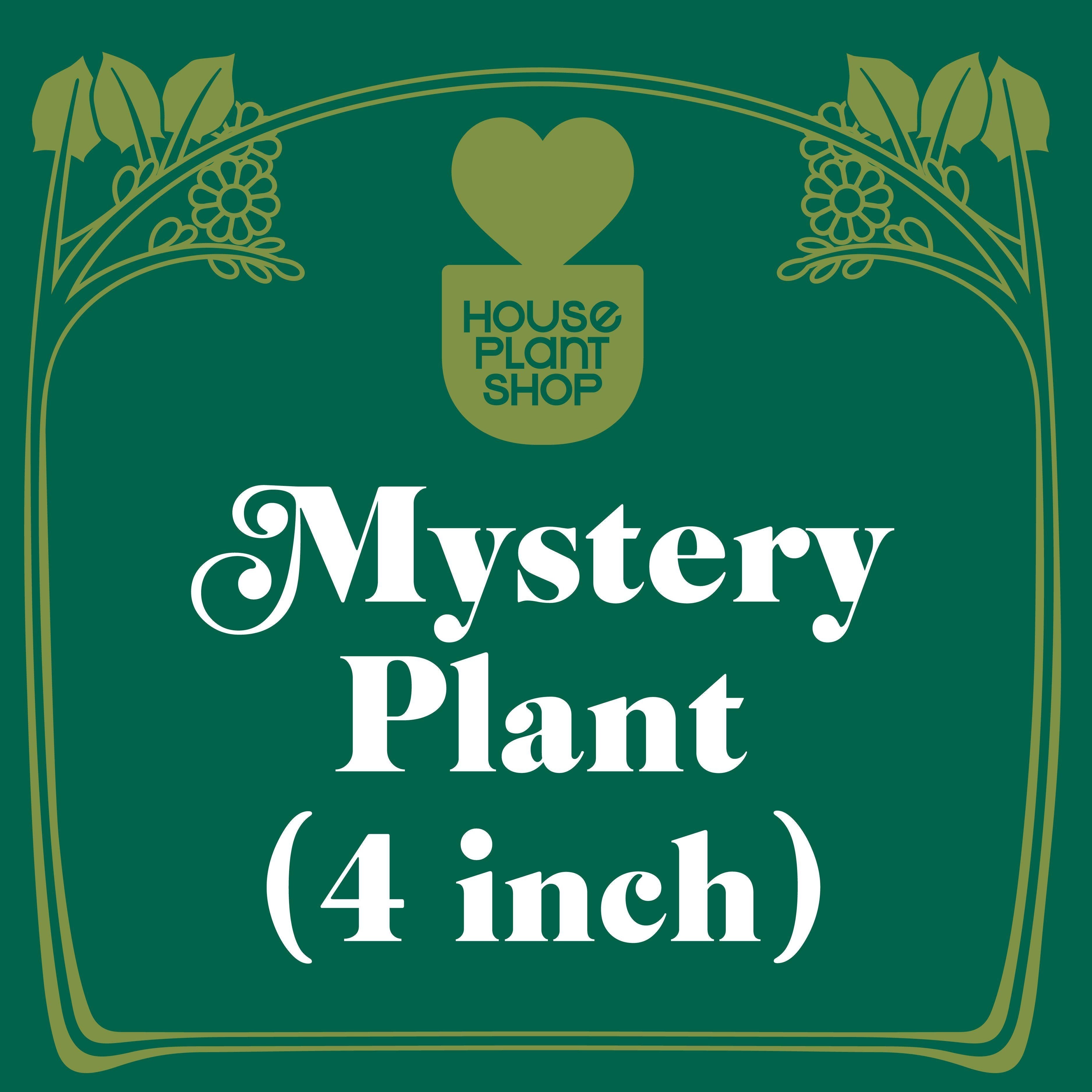 Mystery Flowering Plant - Holiday Corner