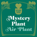 Mystery Air Plant - Holiday Corner