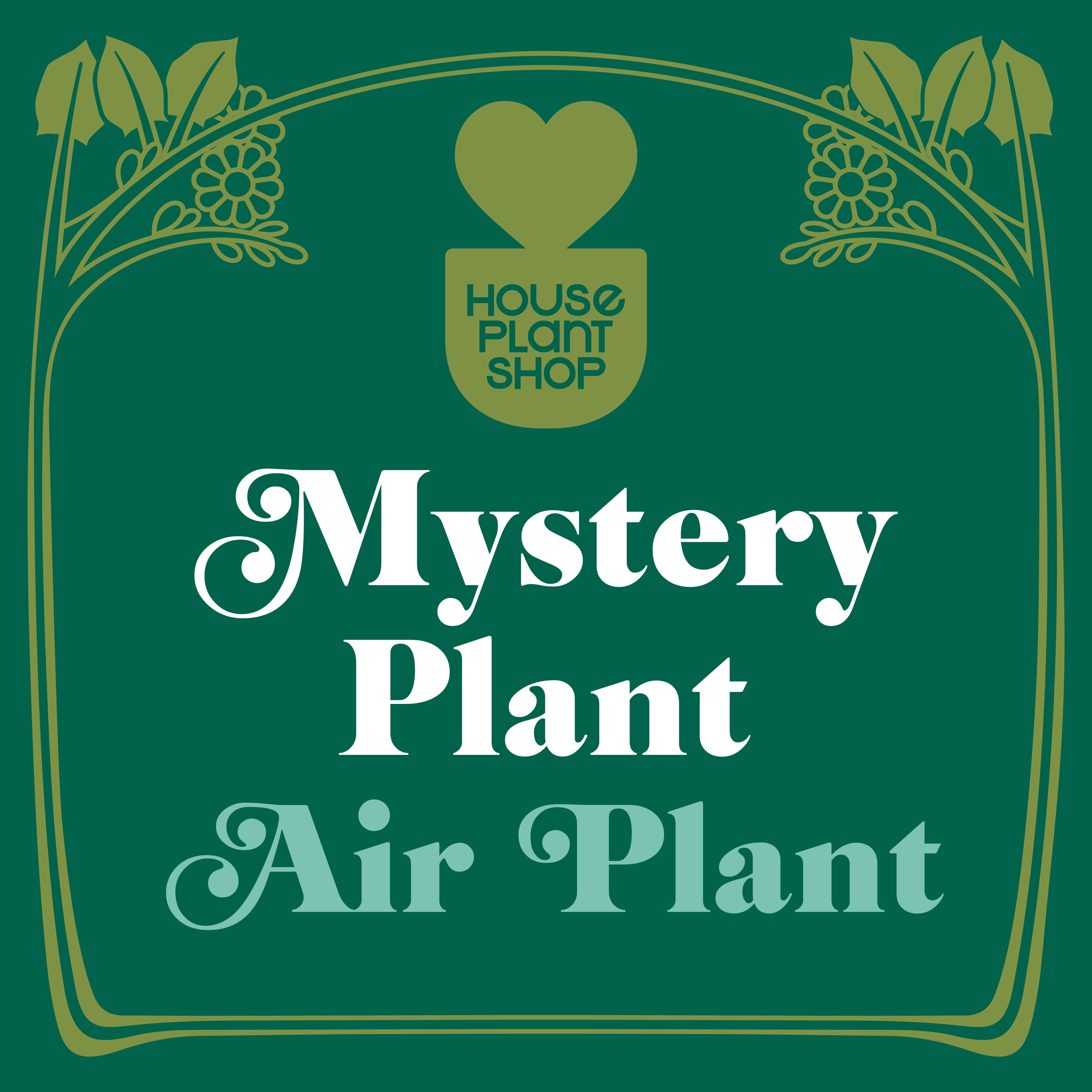 Mystery Air Plant - Holiday Corner