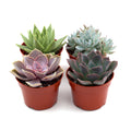 Rosette Succulent Variety Packs - Holiday Corner
