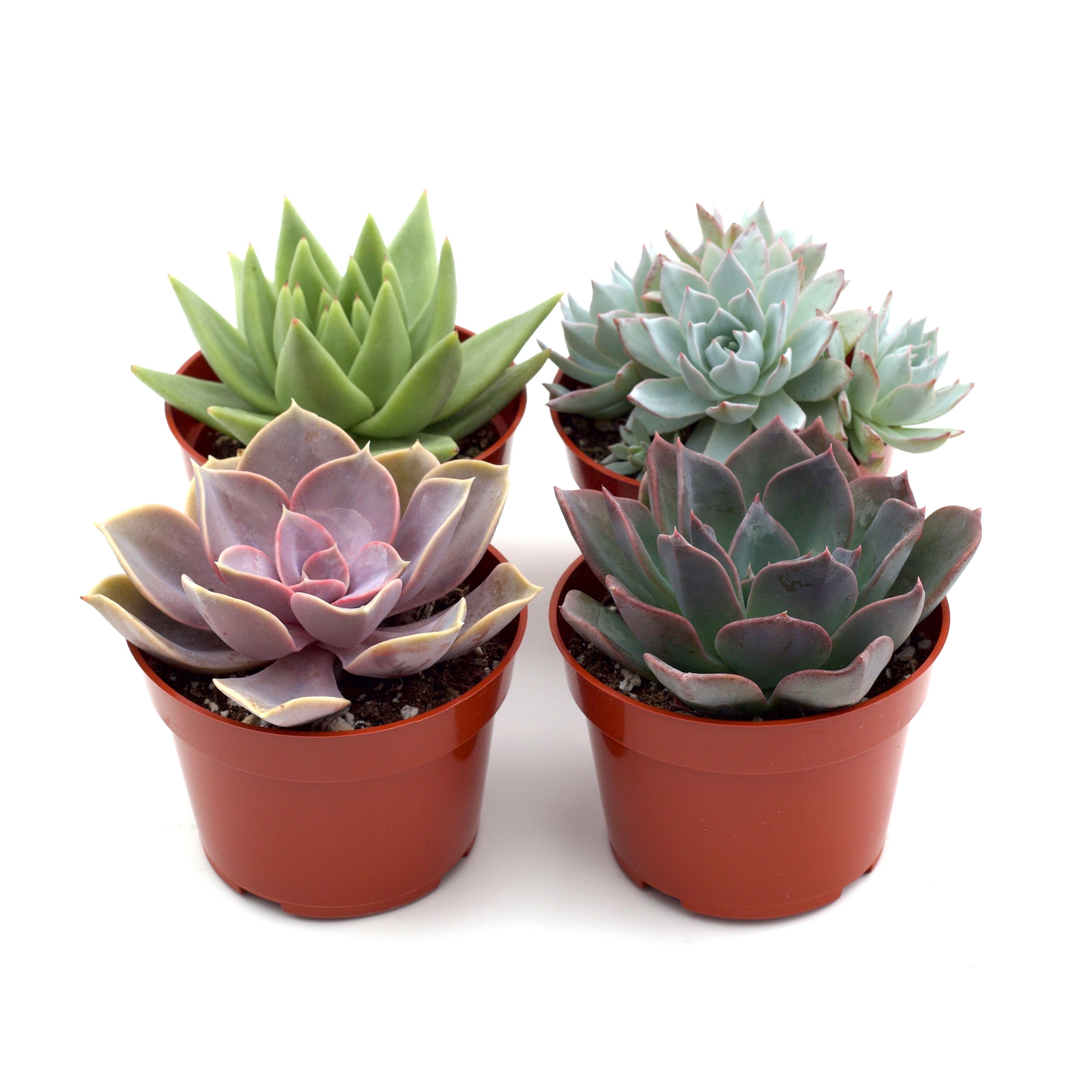 Rosette Succulent Variety Packs - Holiday Corner